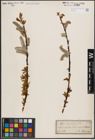 Foto von Salix daphnoides Vill.
